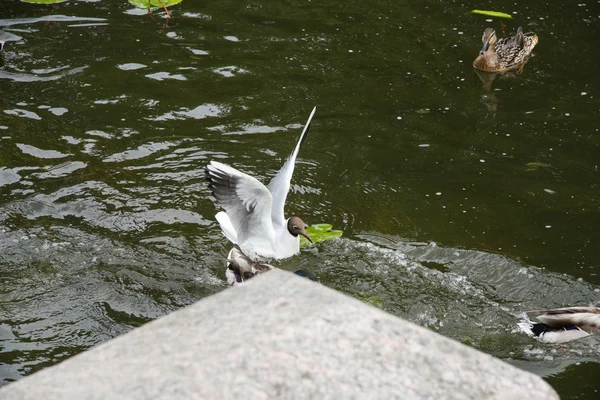 Птицы в Петергофском канале — стоковое фото