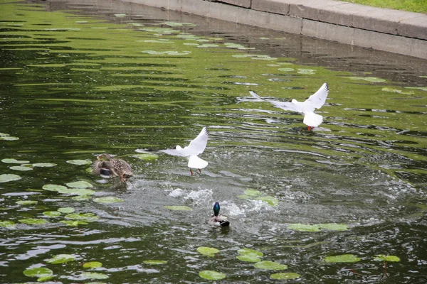 Birds in Petergof's Canal — Stock Photo, Image