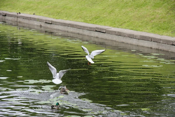 Aves en el Canal de Petergof —  Fotos de Stock