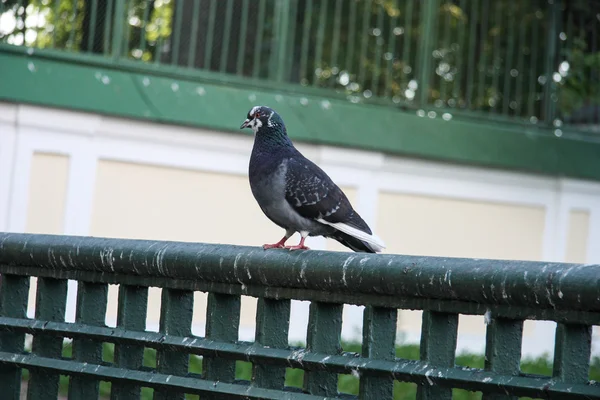 Eine Mannschaft von Tauben — Stockfoto