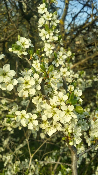 Bahar çiçekli ağaçlar