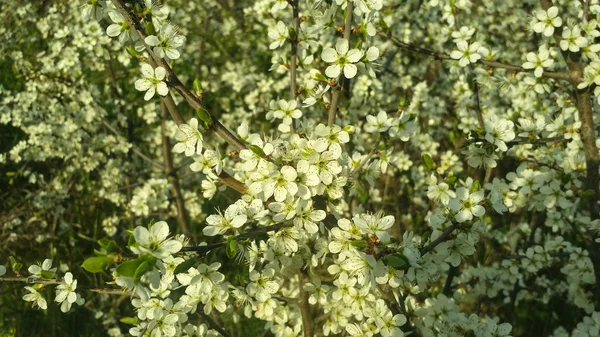 Bahar çiçekli ağaçlar