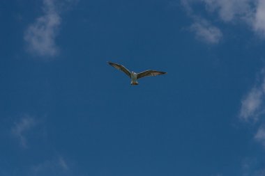 martı uçar gökyüzünde