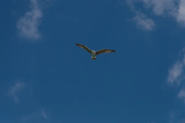 Чайка літає в небі — стокове фото