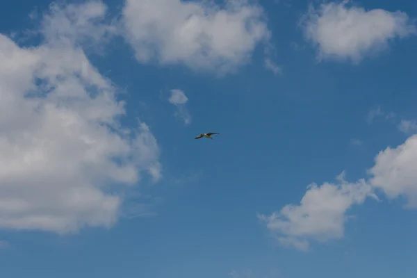 La gaviota vuela en el cielo — Foto de Stock