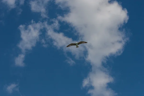 空のカモメ飛ぶ — ストック写真