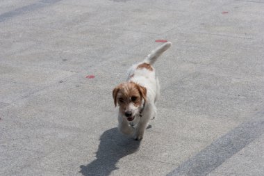 Küçük köpek dolgu üzerinde çalış