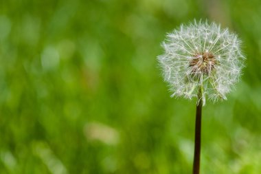 Karahindiba makro çekimler