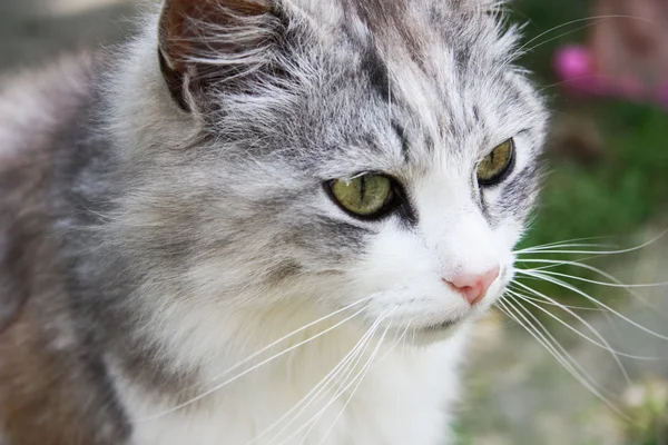 Gato selvagem — Fotografia de Stock