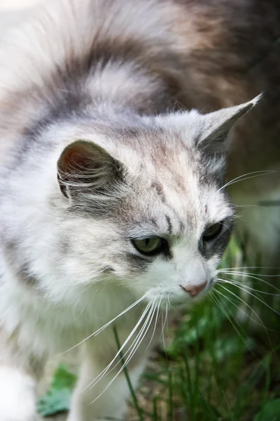 Gato selvagem — Fotografia de Stock