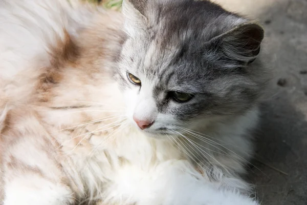 Gato selvagem — Fotografia de Stock