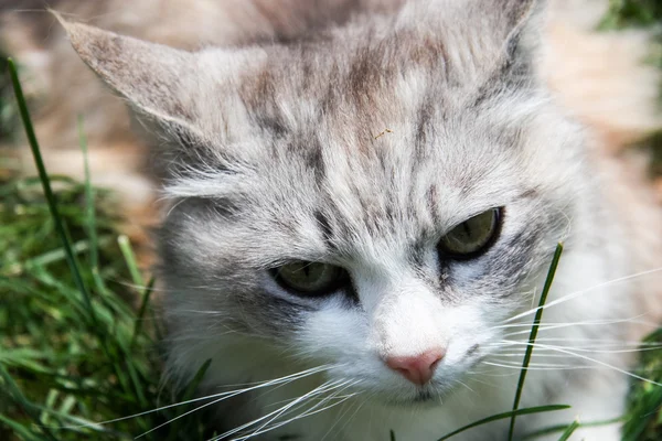 Gato selvagem — Fotografia de Stock