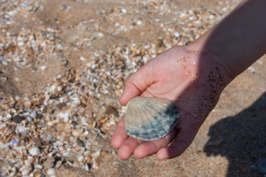 küçük kız tutun kabukları avuç içi