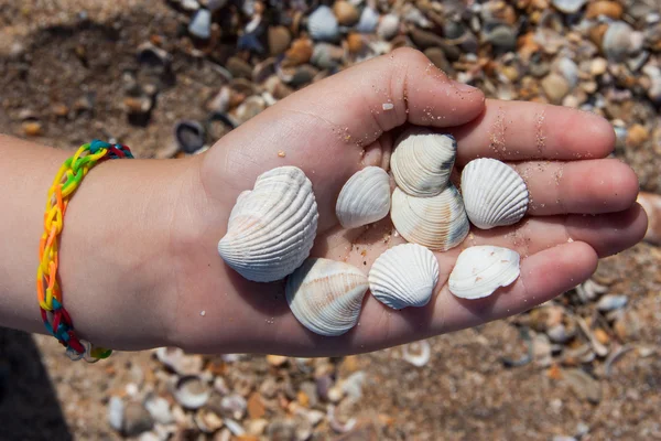 küçük kız tutun kabukları avuç içi