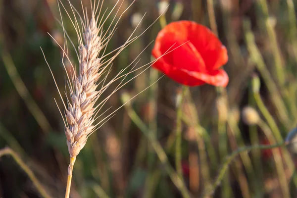 Çiçekli buğday tarlası — Stok fotoğraf