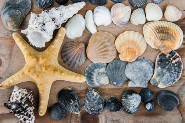 Natürmort kabukları