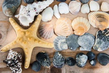 Natürmort kabukları