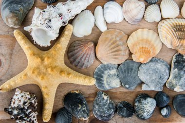 Natürmort kabukları