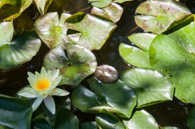 lily çiçek ile küçük havuz