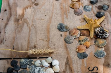 Natürmort kabukları