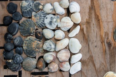 Natürmort kabukları