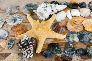 Natürmort kabukları