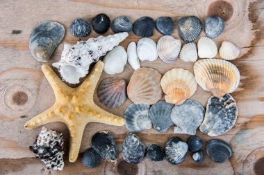 Natürmort kabukları