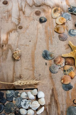 Natürmort kabukları