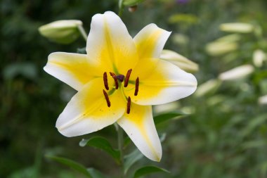 Bahçe çiçek makro çekim