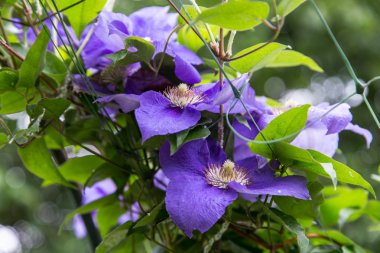 Bahçe çiçek makro çekim