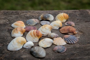 Natürmort kabukları