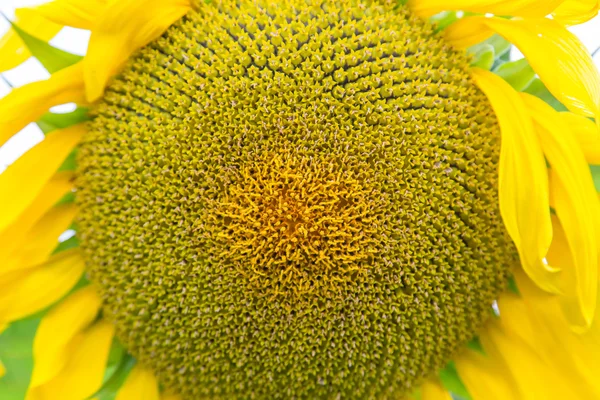 Garden flowers macro shot — Stock Photo, Image