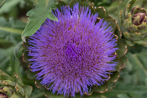 Makroaufnahme von Gartenblumen — Stockfoto