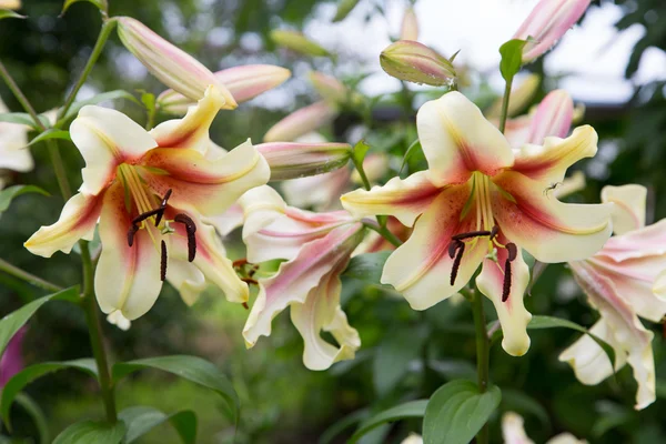 Bahçe çiçek makro çekim