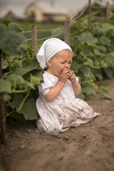 Anak Kotor Yang Dicuci Ladang Mana Mentimun Tumbuh Sayuran Segar — Stok Foto