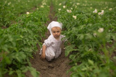 Bir çocuk çiçek açan patates saplarının arasında çamurun içinde sürünür. Haşaratsız sağlıklı patates sapları ve Colorado böcekleri iyi bir hasat getirecek.