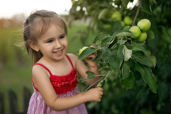 Egy Aranyos Mosolygós Lány Áll Egy Mellett Éretlen Zöld Almákkal — Stock Fotó