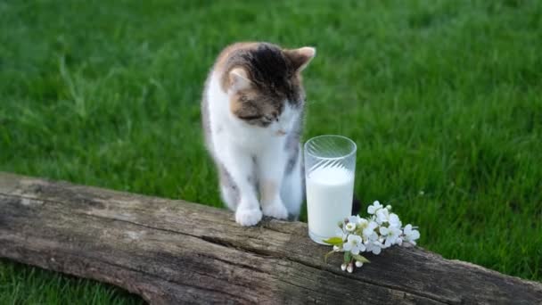 Cat Drinks Milk Glass Open Air World Milk Day Stray — Wideo stockowe