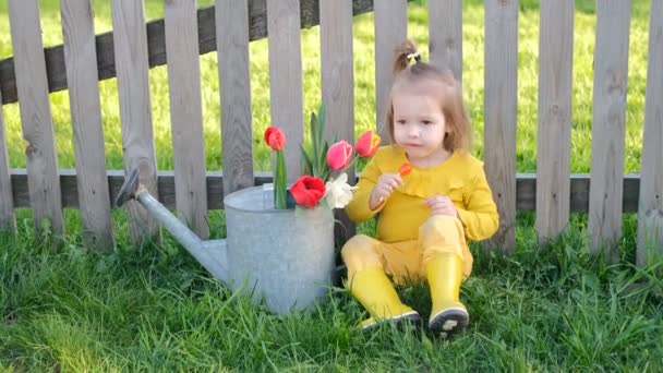 小さな女の子は村のフェンスの下に座っている間に赤いロリポップを舐めるのを楽しんでいます 散水中のチューリップの花束は 古い木造の村のフェンスの背景に立つことができます 木造門 — ストック動画