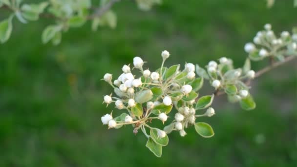 風に揺れる花の梨の木の枝 果樹の開花期 梨の木の花 春は5月 — ストック動画