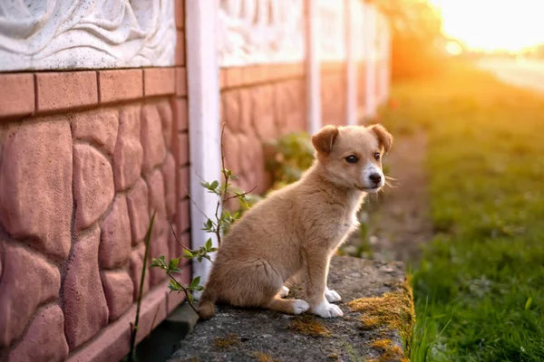 Pequeno Cão Rafeiro Senta Atenção Junto Cerca Cãozinho Rústico Pôr — Fotografia de Stock