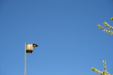 Çiçekli erik dallarıyla çevrili açık mavi gökyüzüne karşı kuş yuvasından bir sığırcık uçar. Kendi ellerinle ahşaptan yapılmış bir kuş evi. Eski bir kuş evi. Kuş yiyecek taşıyor.