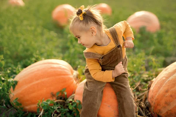 소녀는 수확기에 커다란 있다가 돌아다보고 있습니다 들판에 커다란 오렌지 농작물을 — 스톡 사진