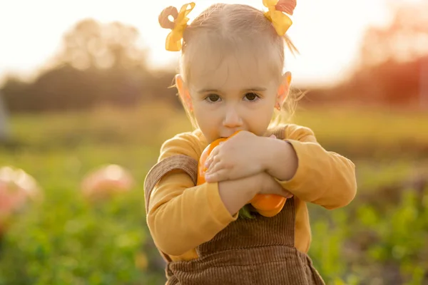 Egy Gyerek Megharap Egy Nagy Piszkos Narancspaprikát Amit Közvetlenül Konyhakertből — Stock Fotó