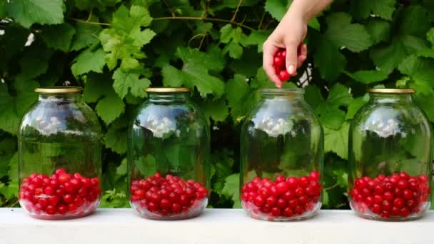 Una Mujer Vierte Cerezas Rojas Maduras Frasco Para Preparar Compota — Vídeos de Stock