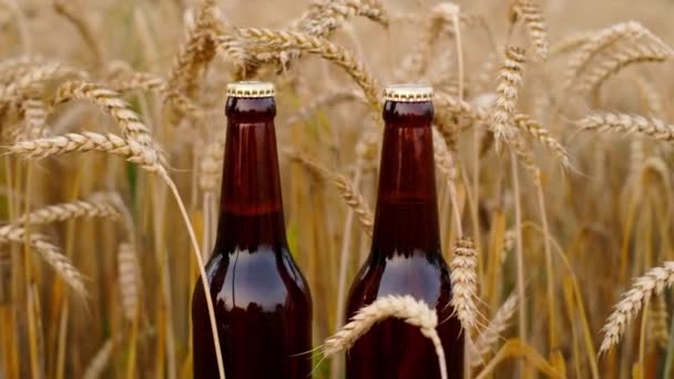 Twee Gevulde Flessen Donker Bier Staan Een Veld Tussen Graangewassen — Stockvideo