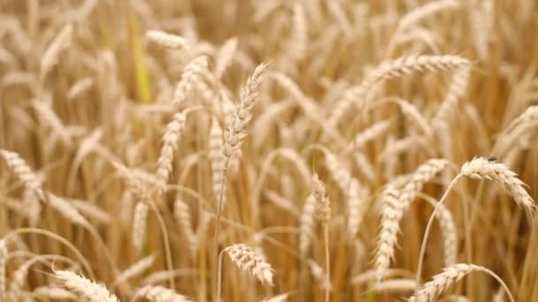 Stacheln Reifen Goldenen Roggens Flattern Wind Auf Dem Feld Die — Stockvideo