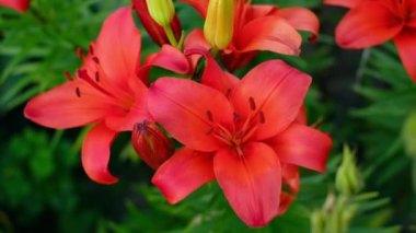 Rüzgarda sallanan kırmızı zambak çiçekleri. Ampul gibi çiçekler. Bahçıvanlık.