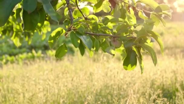 Niedojrzałe Zielone Jabłko Gałęzi Ogrodzie Huśta Się Tle Zachodzącego Słońca — Wideo stockowe