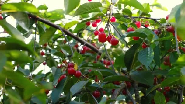 熟したジューシーな桜の果実の束が葉の中の木の上に群生します — ストック動画